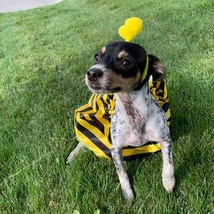 Meet your Posher, Rose